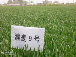 咸陽市農(nóng)業(yè)科學(xué)研究院試驗(yàn)田剪影 農(nóng)業(yè)科學(xué)研究和試驗(yàn)發(fā)展的實(shí)踐與探索