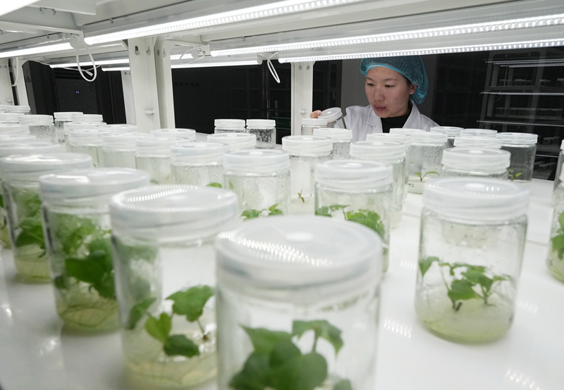 河北盧龍:甘薯苗擴(kuò)繁忙 助力農(nóng)業(yè)科技創(chuàng)新發(fā)展