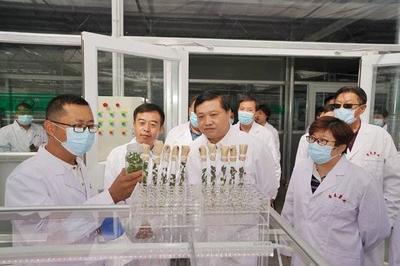 省科技廳廳長唐波赴希森馬鈴薯集團內(nèi)蒙古基地調(diào)研