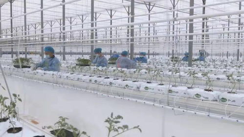 智能化種植 新疆霍爾果斯現(xiàn)代農(nóng)業(yè)科技產(chǎn)業(yè)園的生機盎然與科研試驗發(fā)展