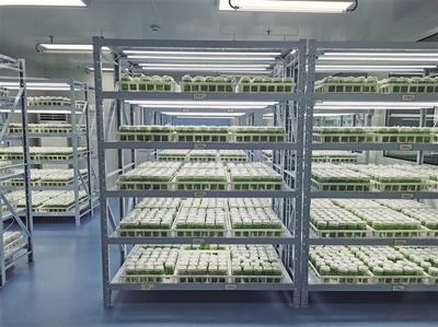 科創(chuàng)賦能 提升百合“芯”動力——蘭州市科技局加強種質(zhì)資源保護引領(lǐng)產(chǎn)業(yè)高質(zhì)量發(fā)展